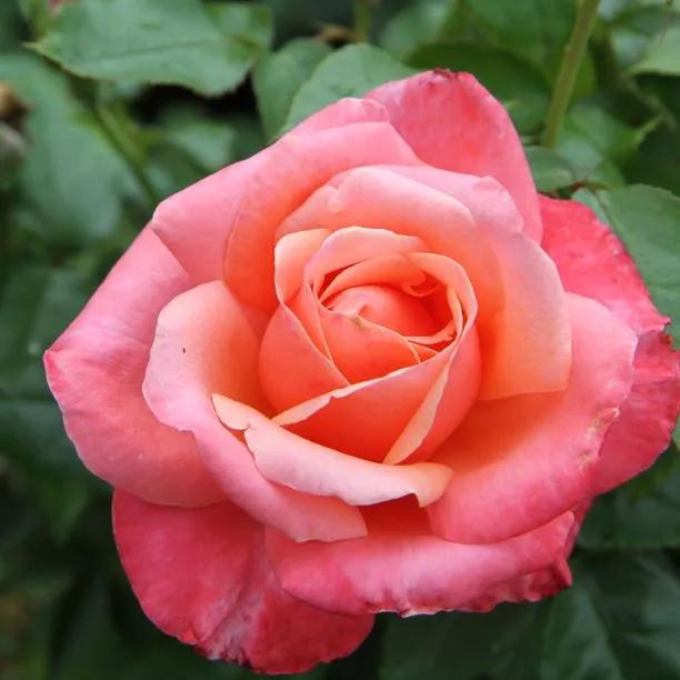 Silver Jubilee Hybrid Tea Rose (Rosa Silver Jubilee) 1